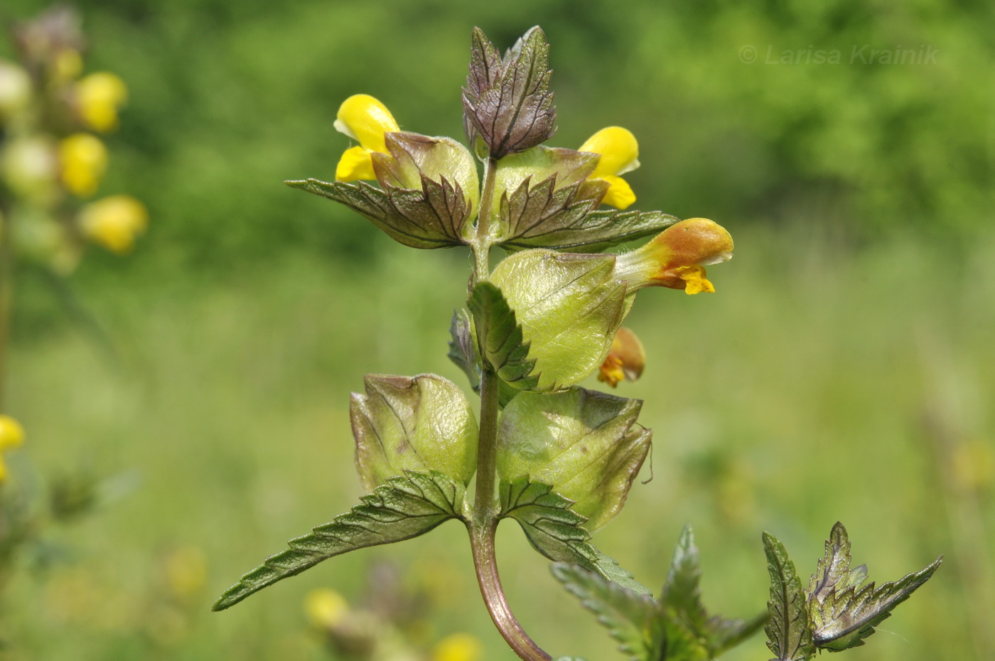 Изображение особи Rhinanthus minor.