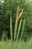 Typha latifolia. Верхушка цветущего растения. Белоруссия, Витебская обл., пос. Езерище. 26.06.2010.