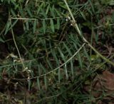 Vicia palaestina