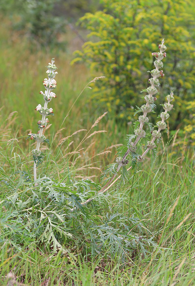 Изображение особи Phlomoides laciniata.