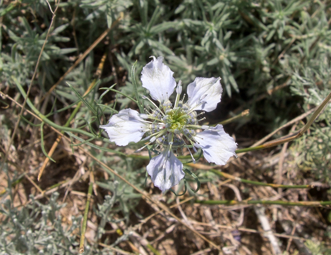 Image of Nigella arvensis specimen.