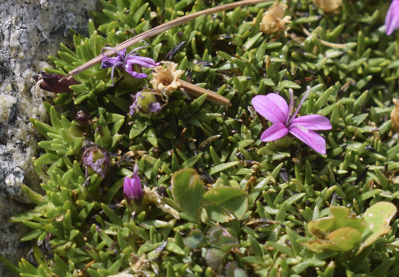 Изображение особи Silene acaulis.