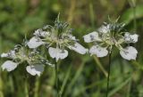 Nigella arvensis