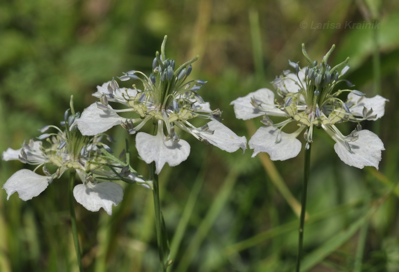 Изображение особи Nigella arvensis.