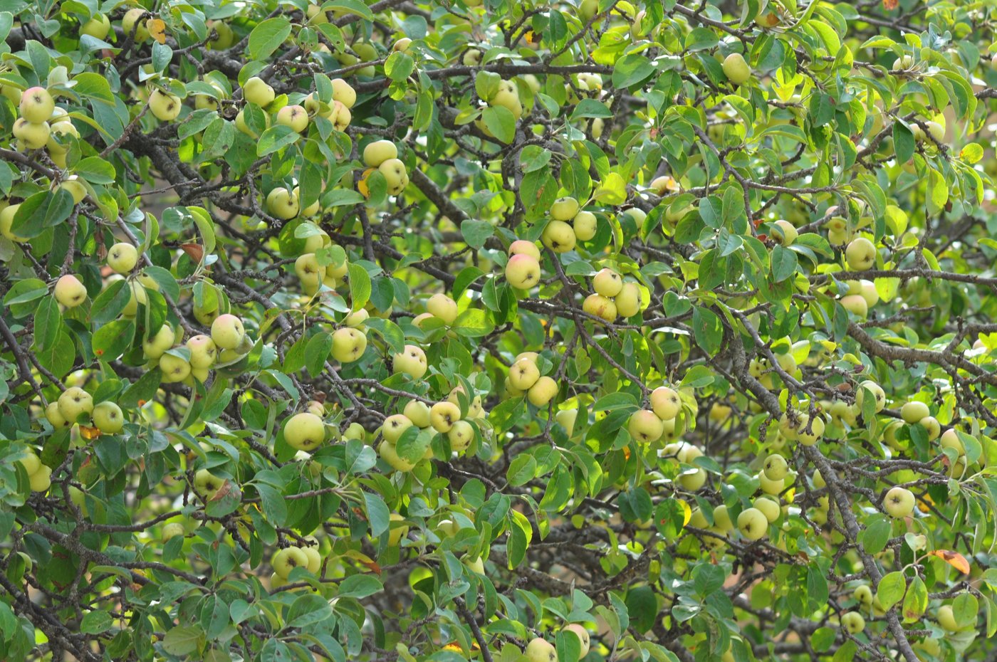 Изображение особи Malus orientalis.