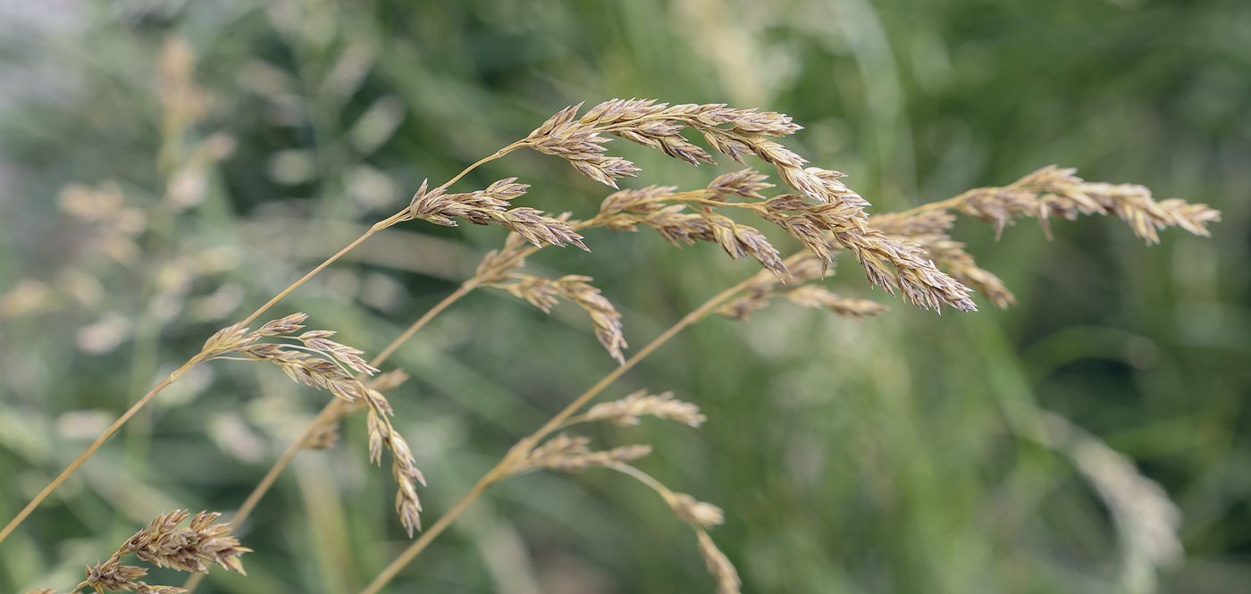 Image of genus Poa specimen.