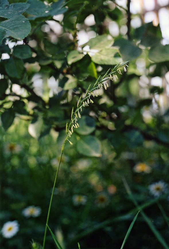 Изображение особи Elytrigia repens.