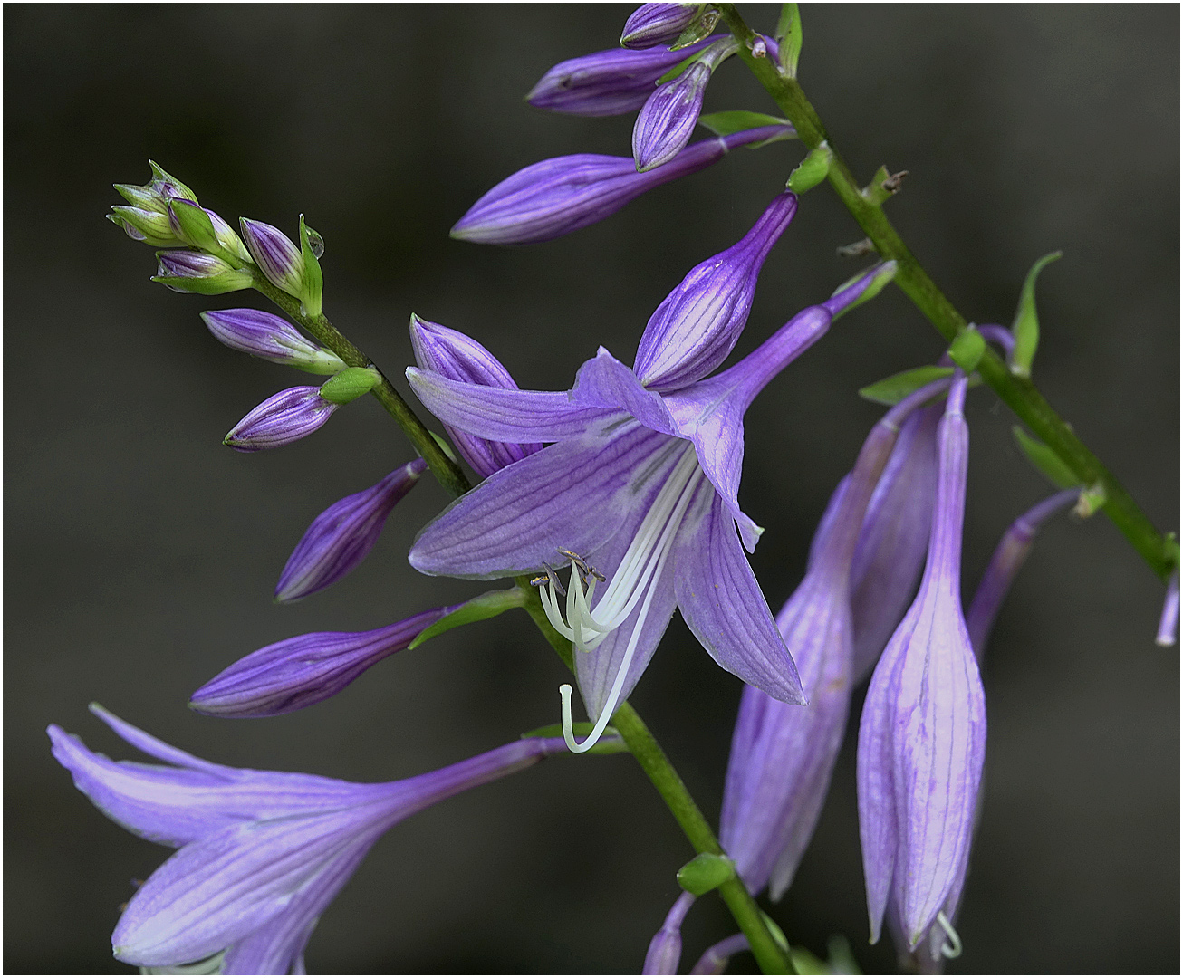 Image of Hosta fortunei specimen.