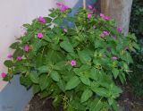 Mirabilis jalapa