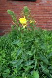 Oenothera glazioviana