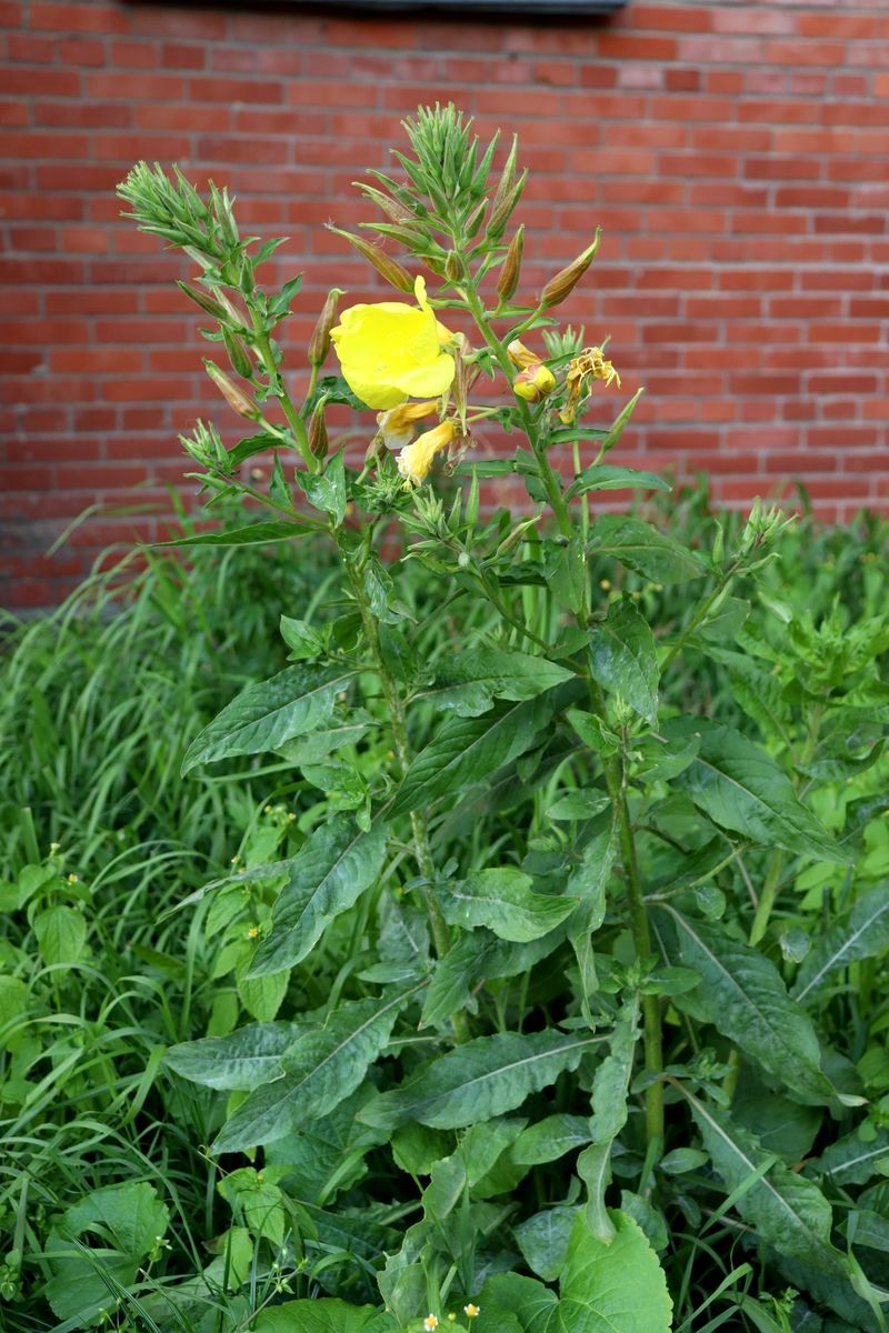 Image of Oenothera glazioviana specimen.