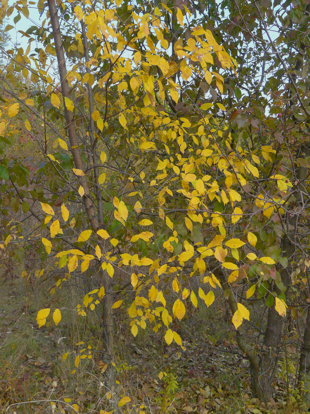 Image of Ulmus pumila specimen.