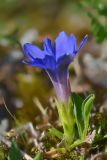 Gentiana dshimilensis