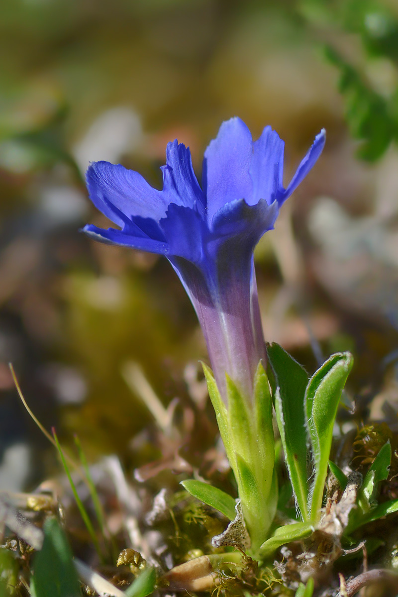 Изображение особи Gentiana dshimilensis.