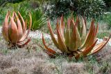 Aloe aculeata