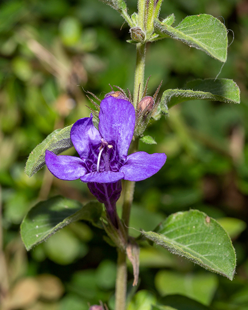 Изображение особи Dyschoriste thunbergiiflora.