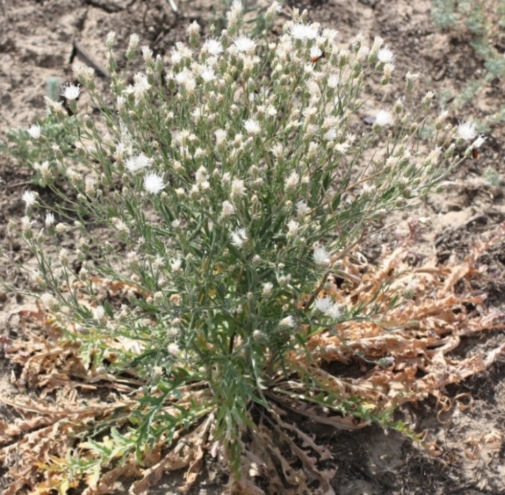 Image of Klasea erucifolia specimen.