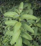 Asclepias syriaca