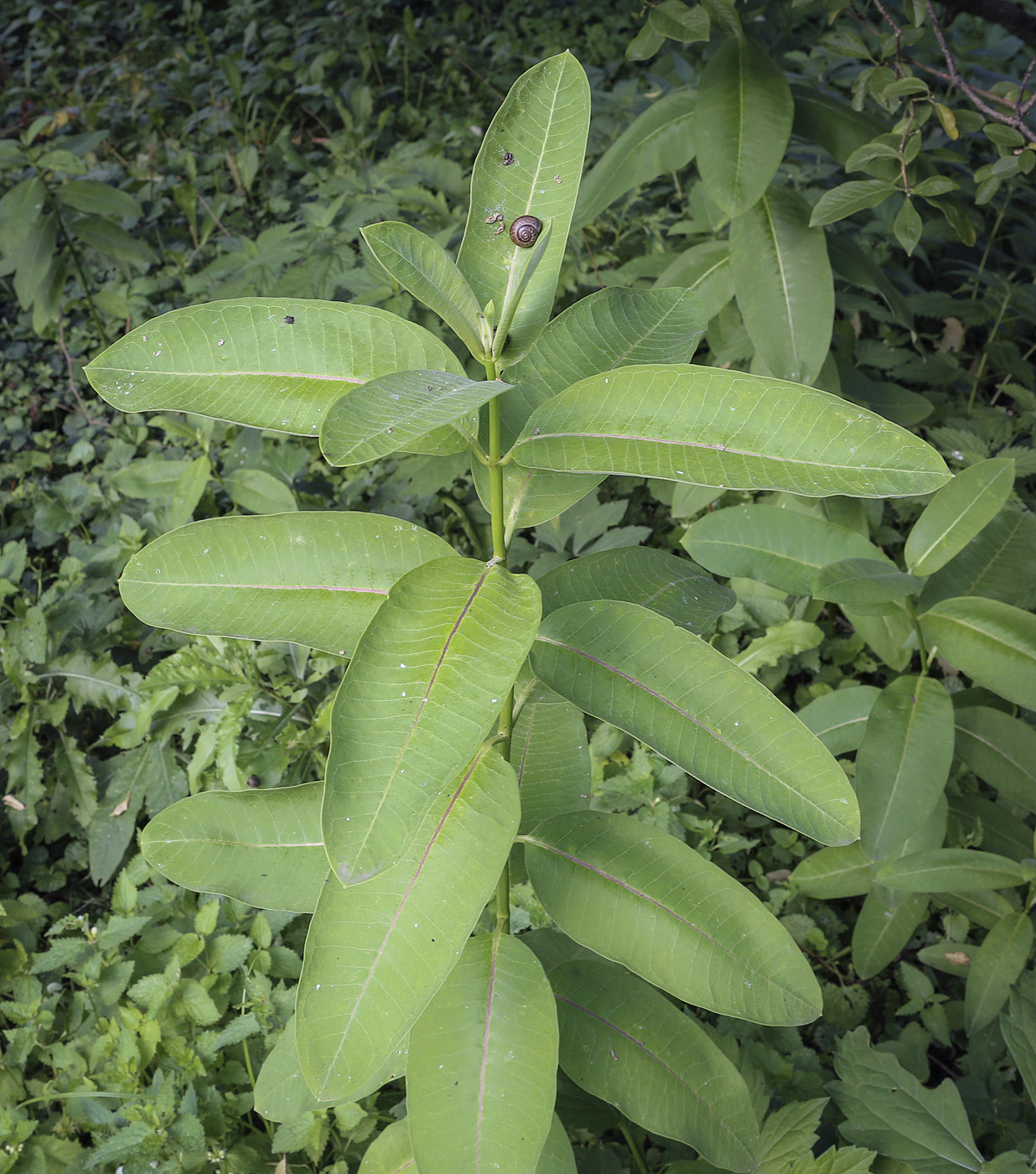 Изображение особи Asclepias syriaca.