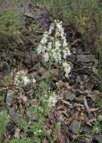 Teucrium orientale. Верхушка цветущего растения (белоцветковая форма). Северная Осетия, гор. округ Владикавказ, долина р. Суаргом, ок. 1100 м н.у.м., каменистый склон. 09.07.2021.