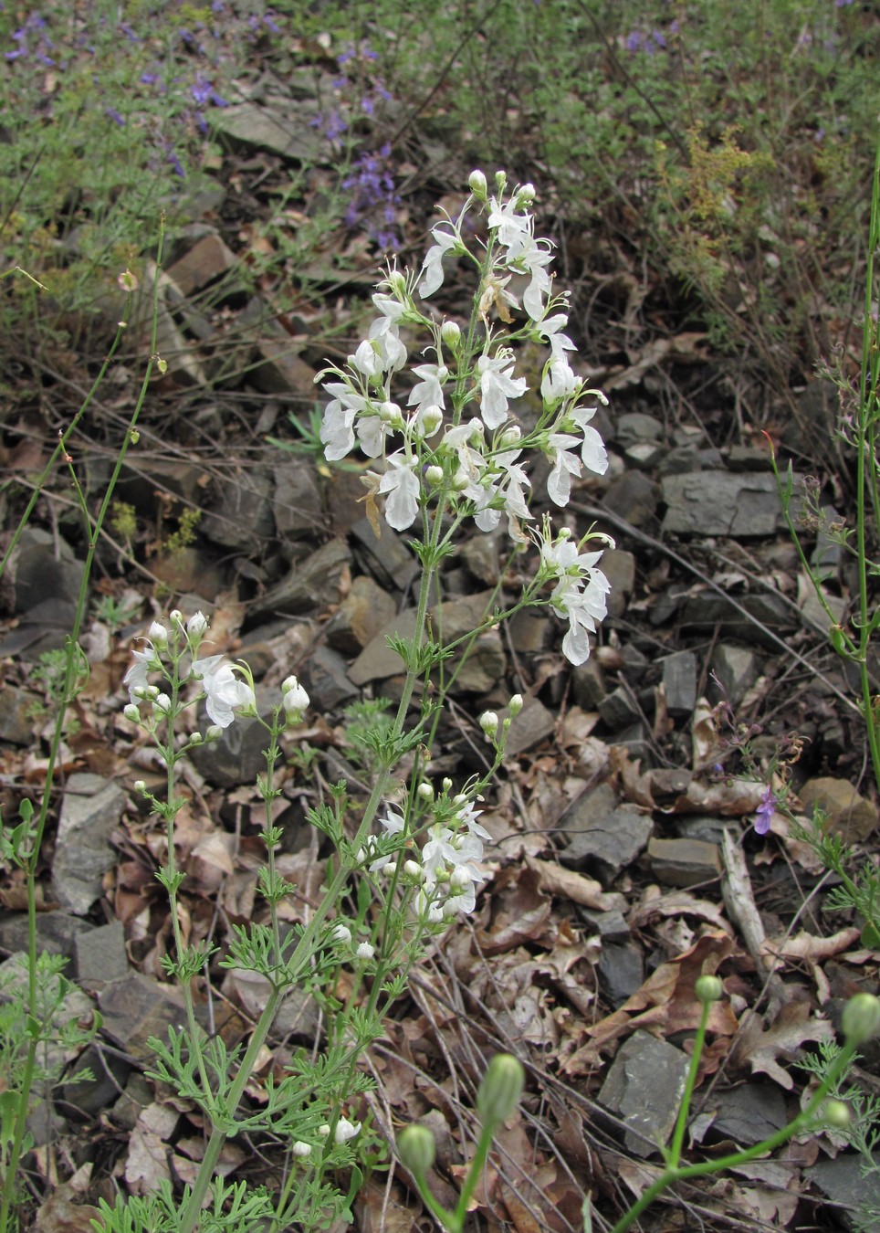 Изображение особи Teucrium orientale.