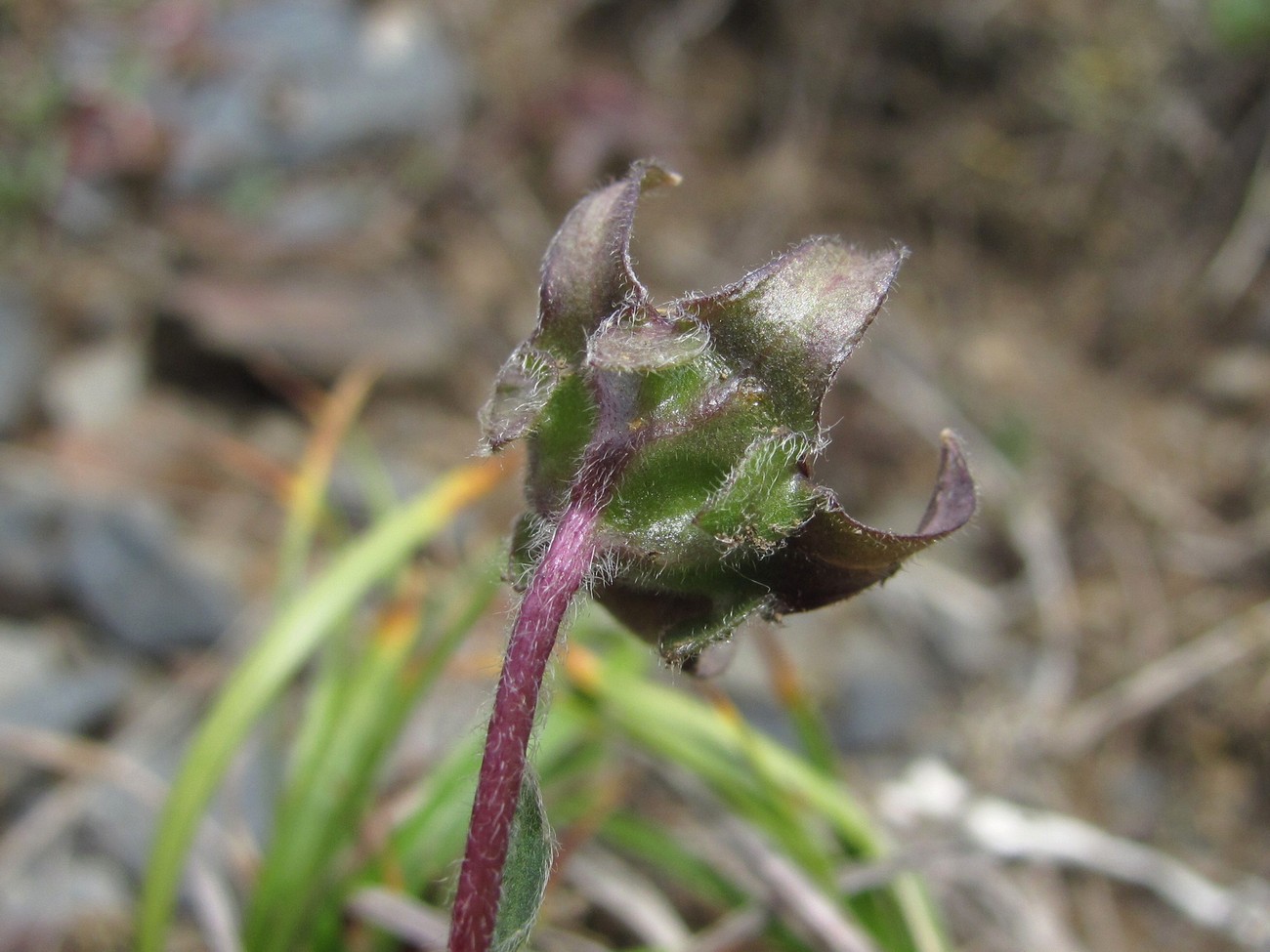 Изображение особи Campanula saxifraga.