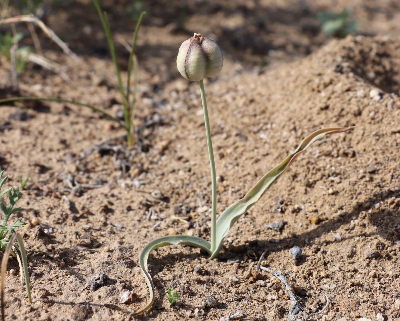 Image of Tulipa sogdiana specimen.