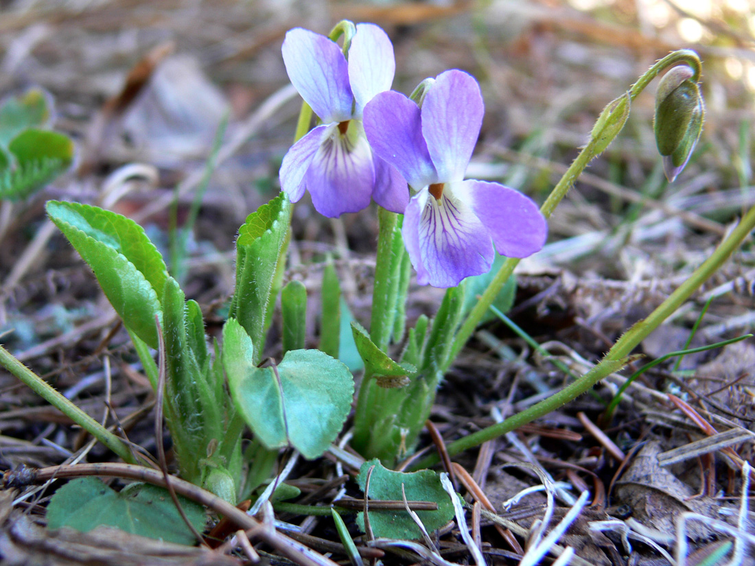 Image of Viola collina specimen.