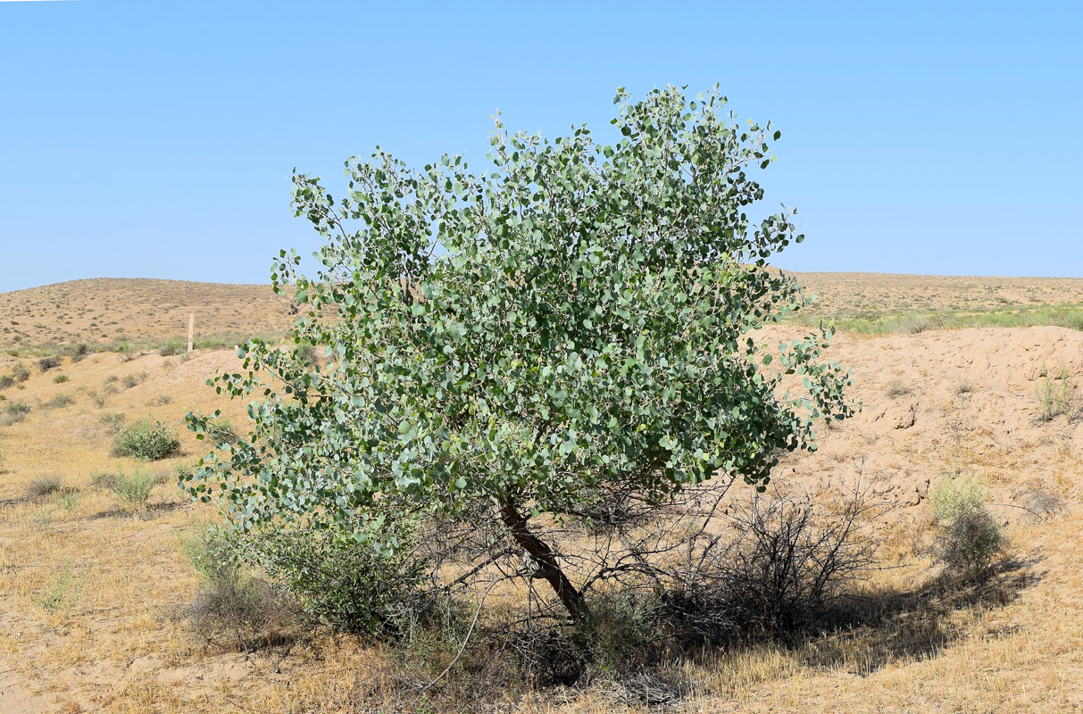 Изображение особи Populus pruinosa.