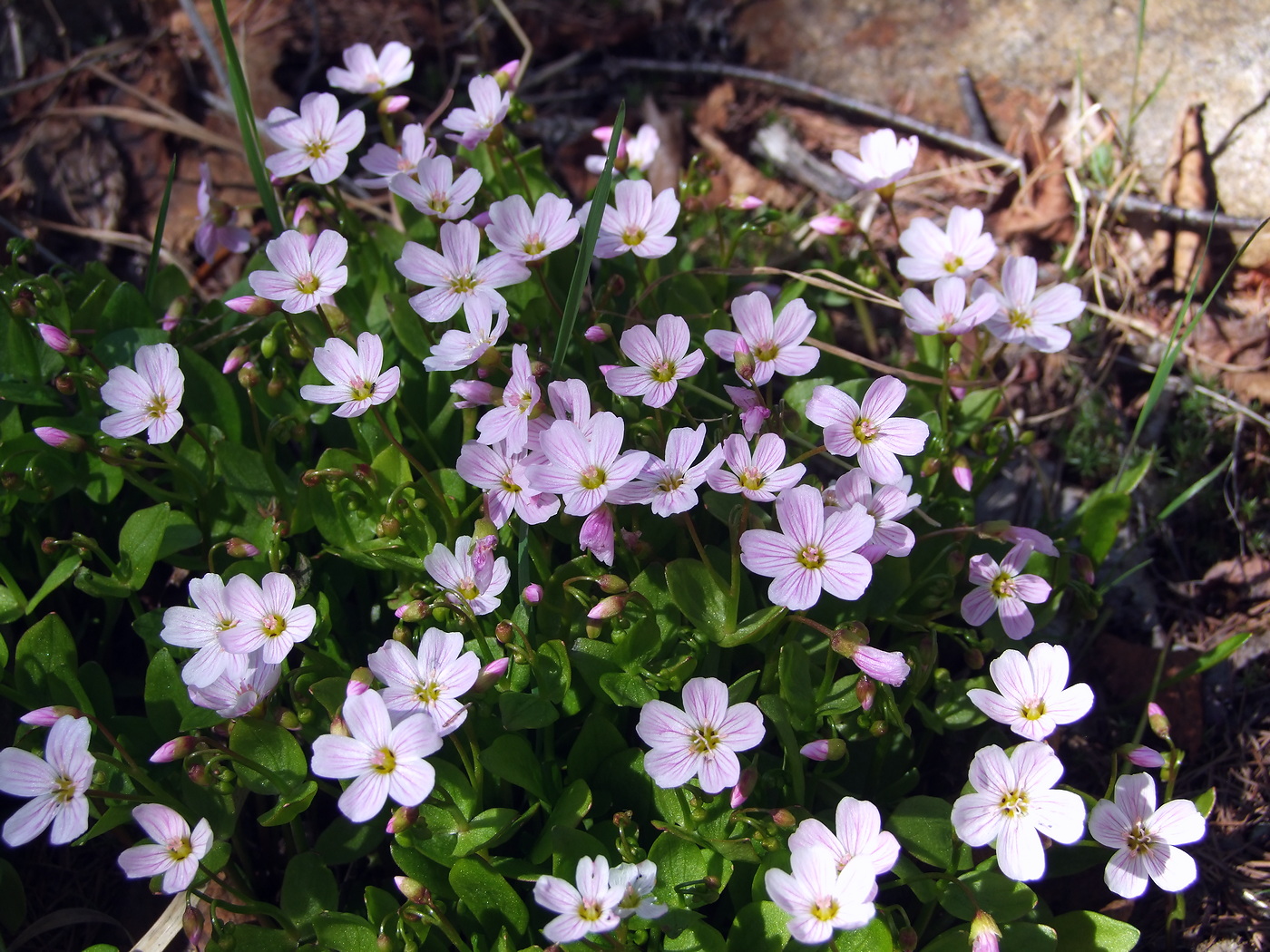 Image of Claytonia sarmentosa specimen.