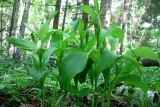 Cypripedium calceolus