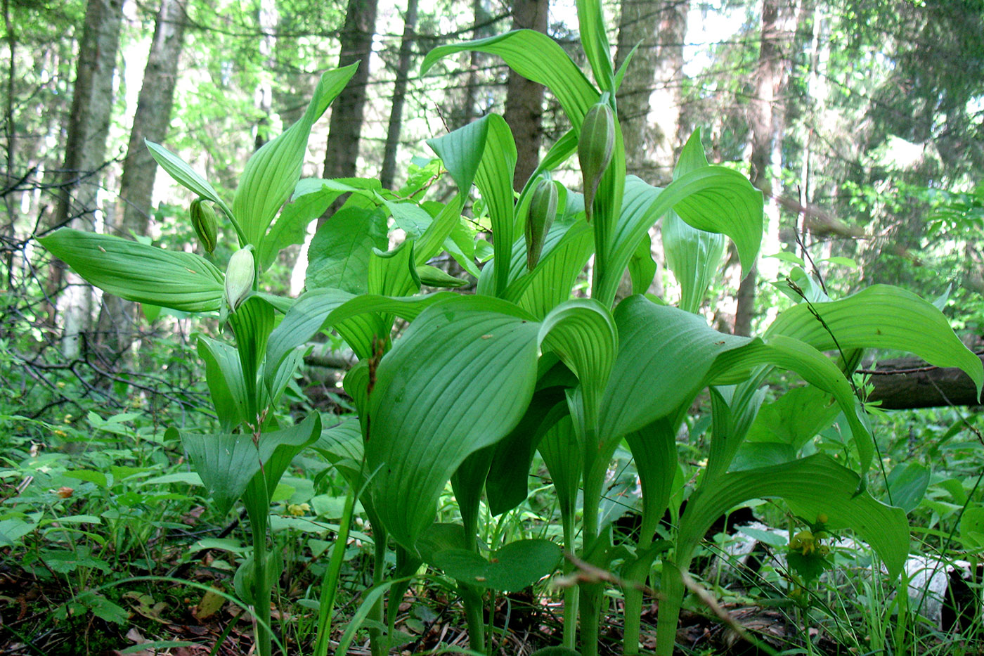 Изображение особи Cypripedium calceolus.