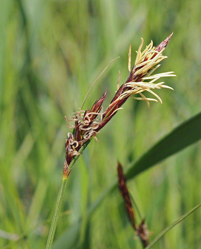 Image of Carex supina specimen.