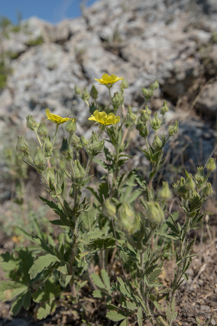 Image of Potentilla astracanica specimen.