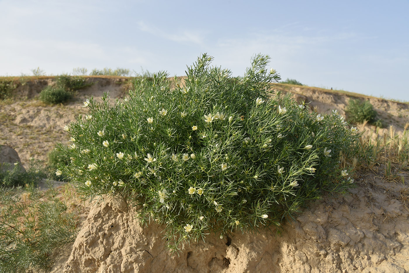 Image of Peganum harmala specimen.