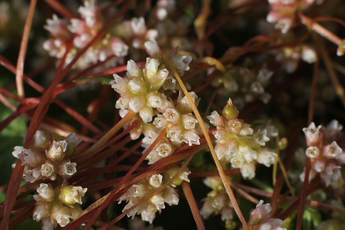 Изображение особи Cuscuta europaea.