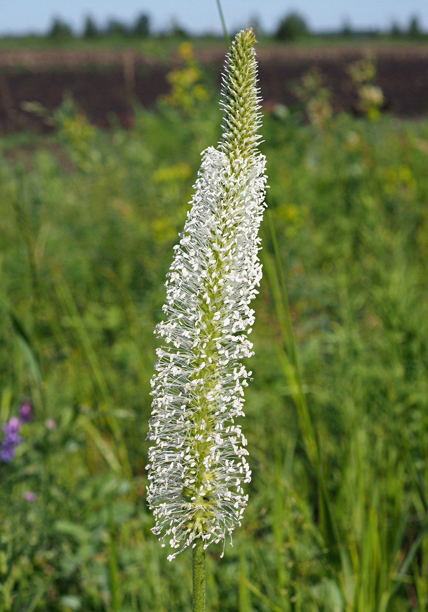 Изображение особи Plantago maxima.