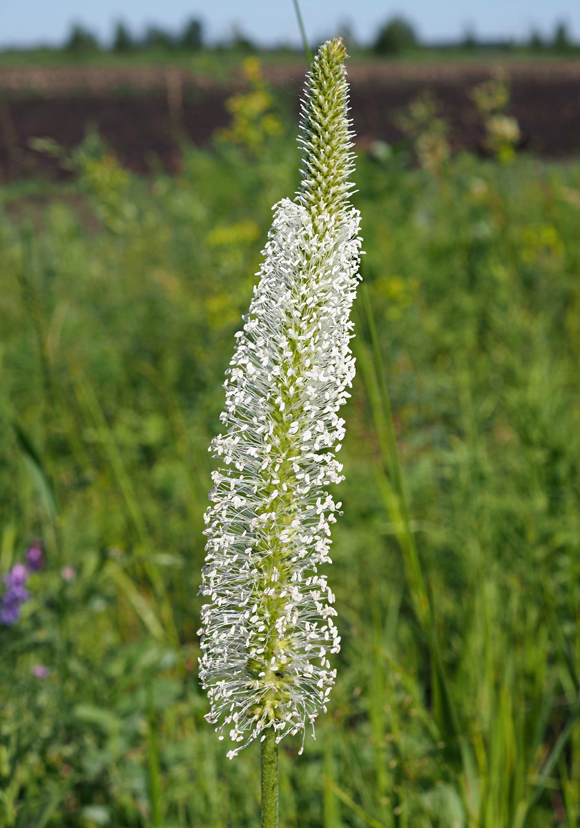 Изображение особи Plantago maxima.