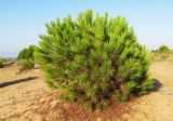 Pinus brutia