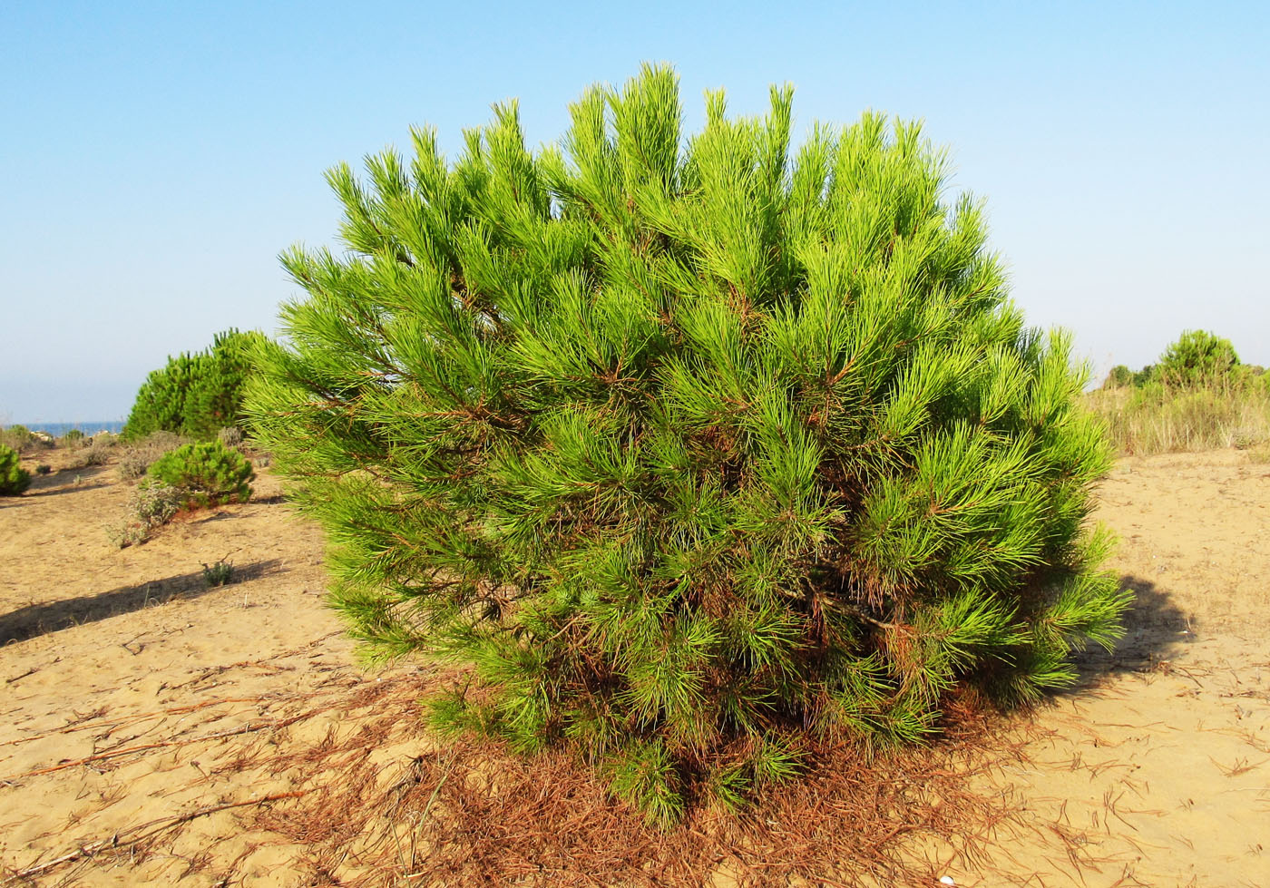 Изображение особи Pinus brutia.