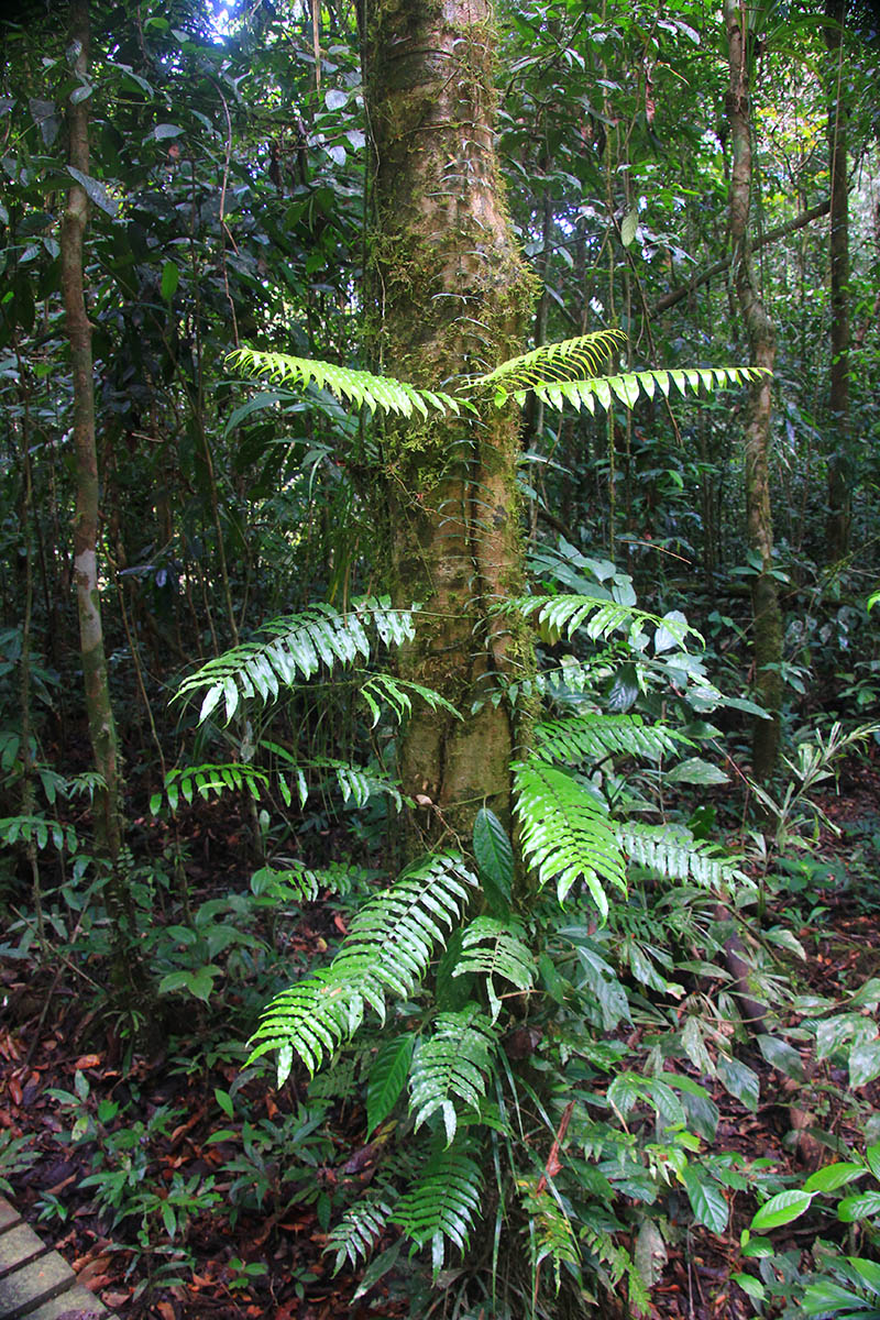 Image of class Polypodiopsida specimen.