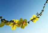Verbascum sinuatum
