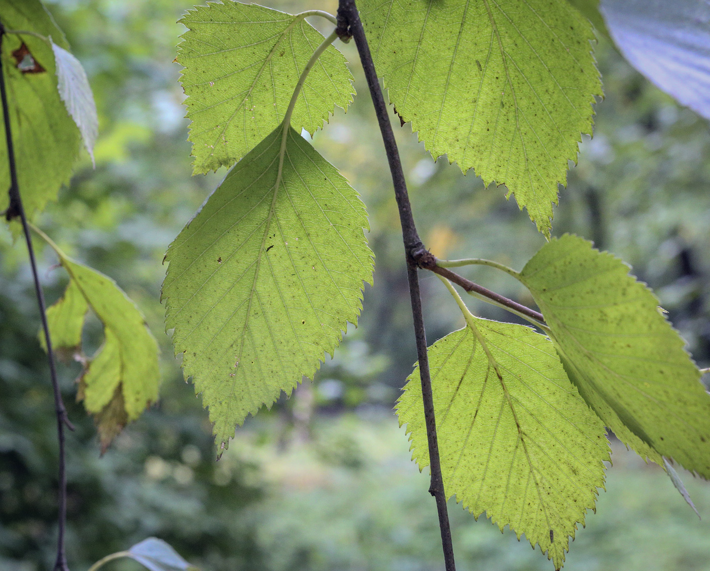 Изображение особи Betula raddeana.