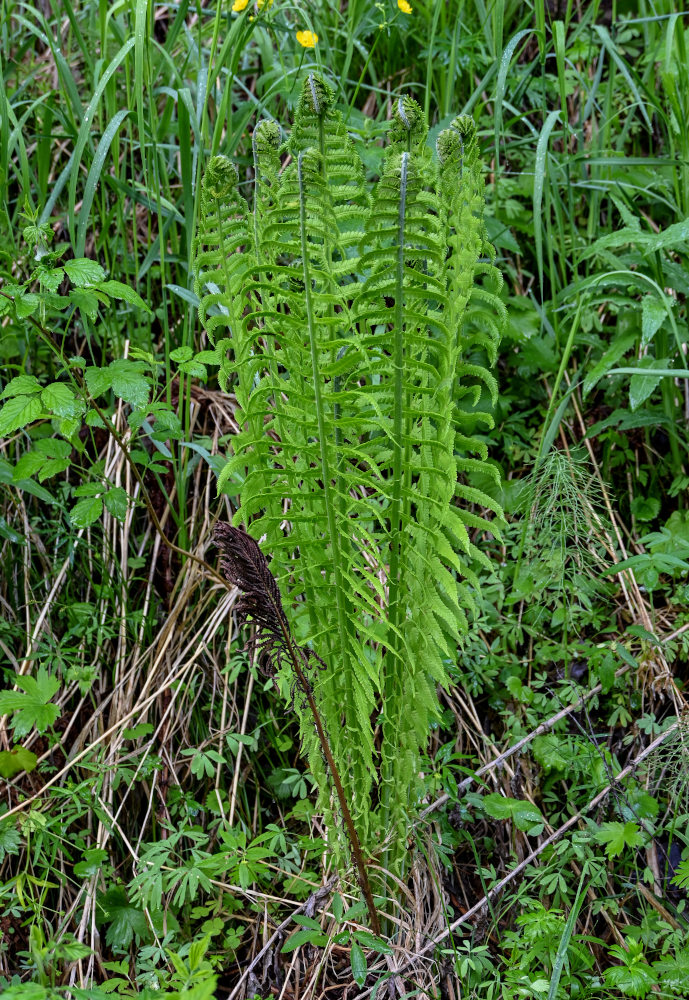 Image of Matteuccia struthiopteris specimen.