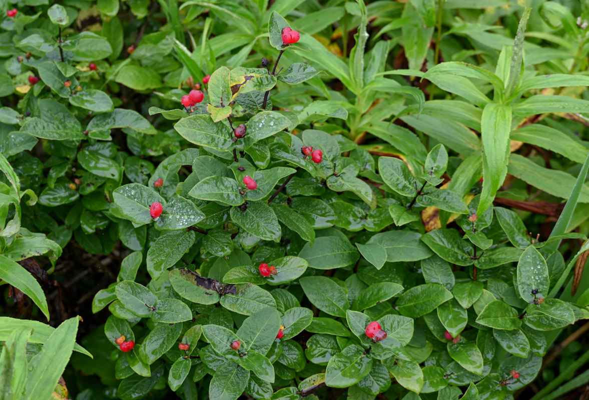 Изображение особи Lonicera chamissoi.