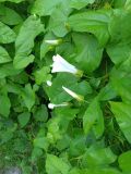 Calystegia sepium. Расцветающие цветки и листья. Московская обл., ГО Подольск, мкр-н Климовск, заросший берег р. Петрица. 05.08.2022.