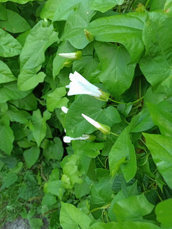 Изображение особи Calystegia sepium.