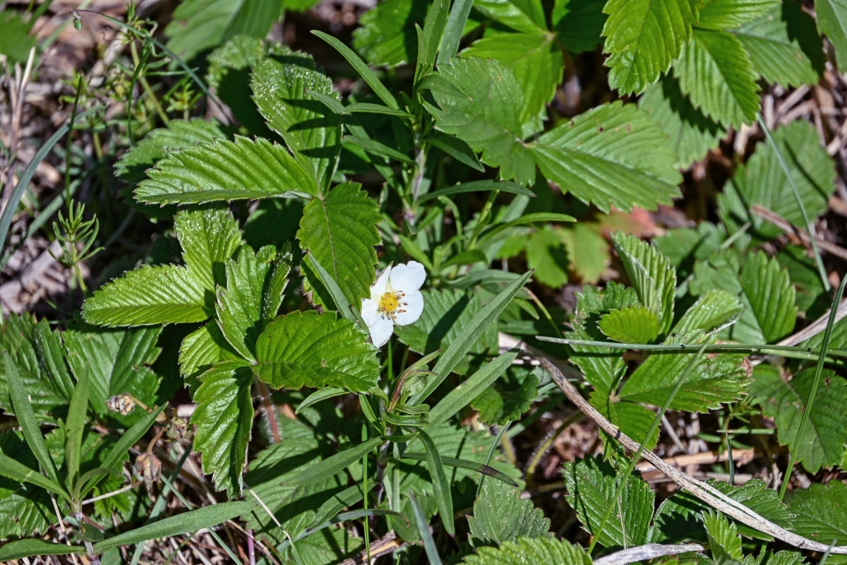 Изображение особи Fragaria viridis.