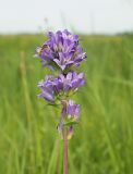 Campanula glomerata. Соцветие с сидящей мухой-журчалкой. Ульяновская обл., Мелекесский р-н, окр. пос. Верх. Мелекесс, верховье реки Сухой Авраль, местами заболоченный луг с участками засоления. 13.07.2022.