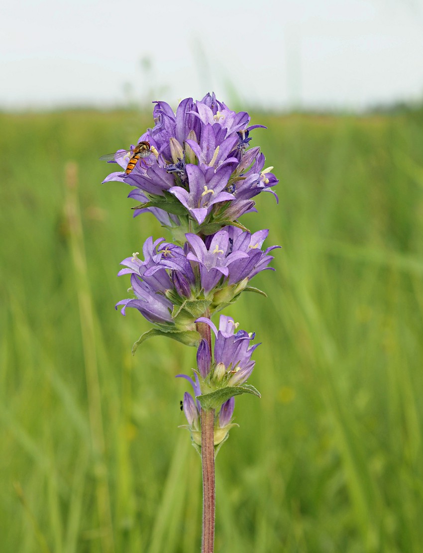 Image of Campanula glomerata specimen.